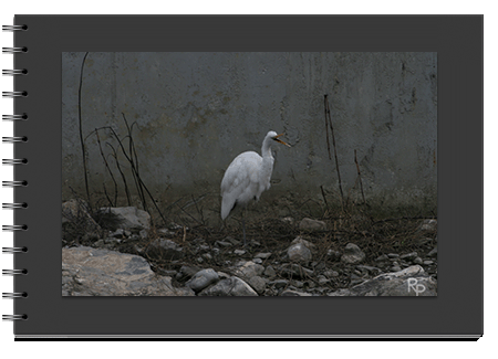 Avifauna