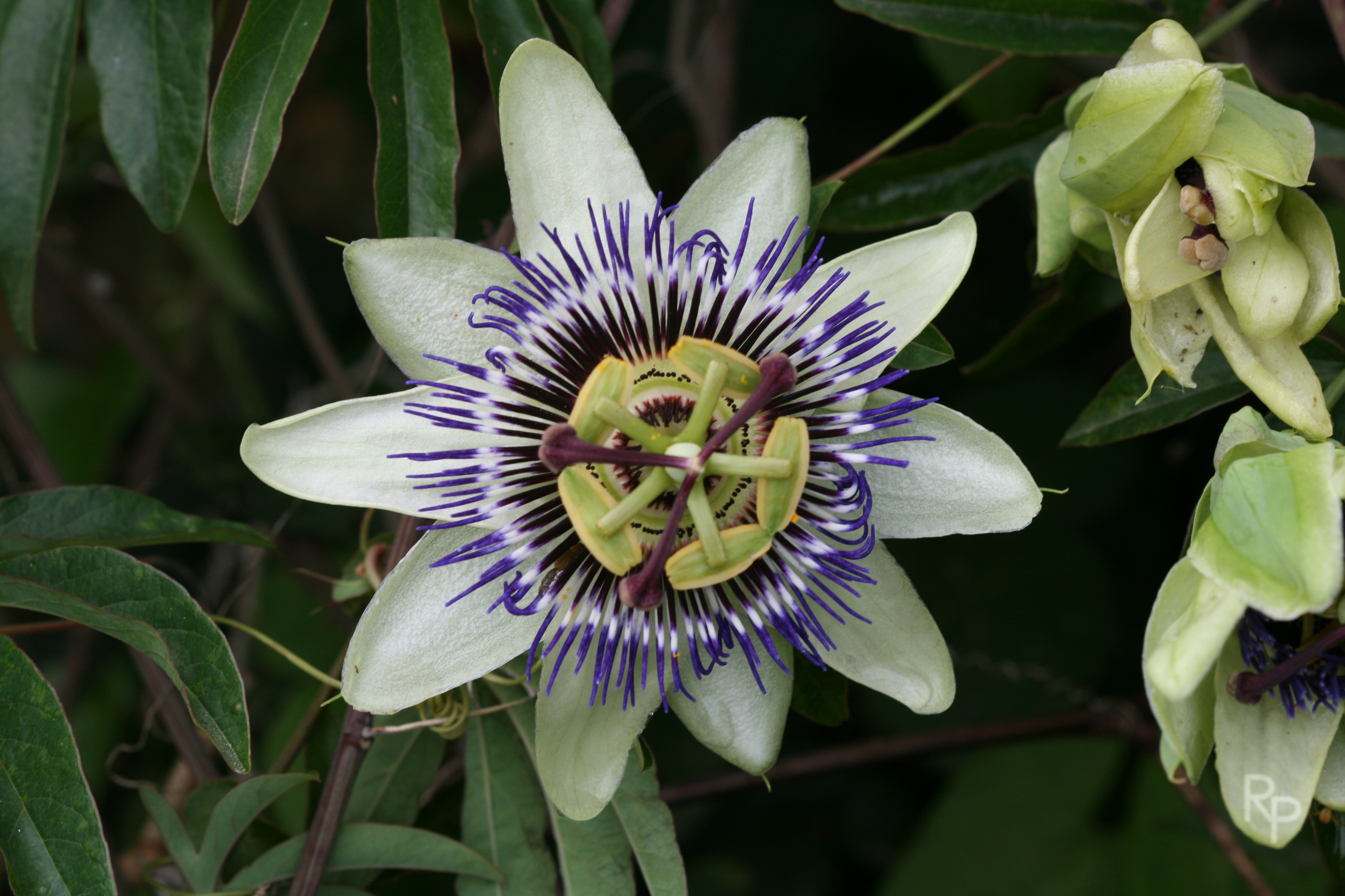 Passiflora caerulea