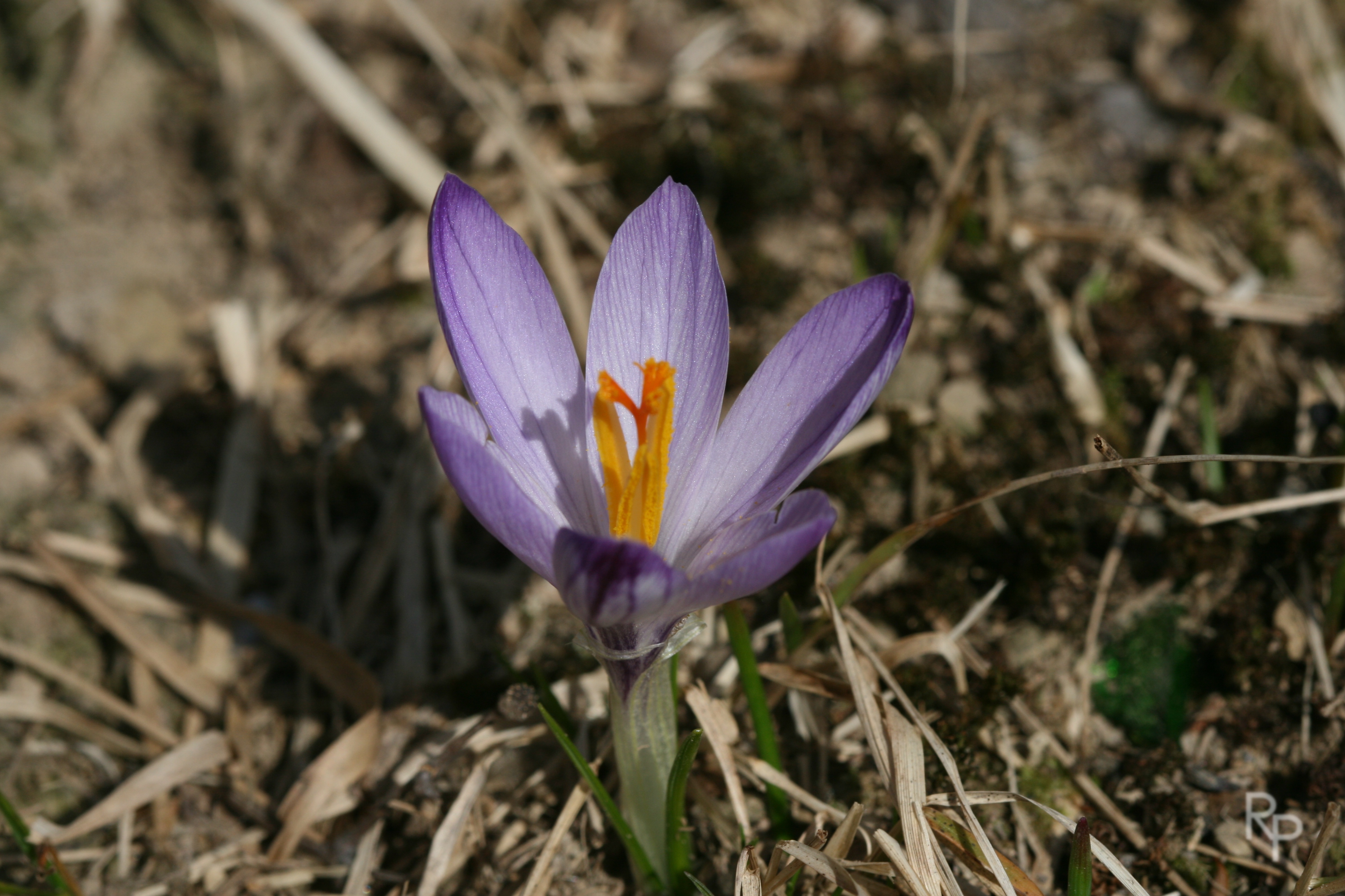 Crocus