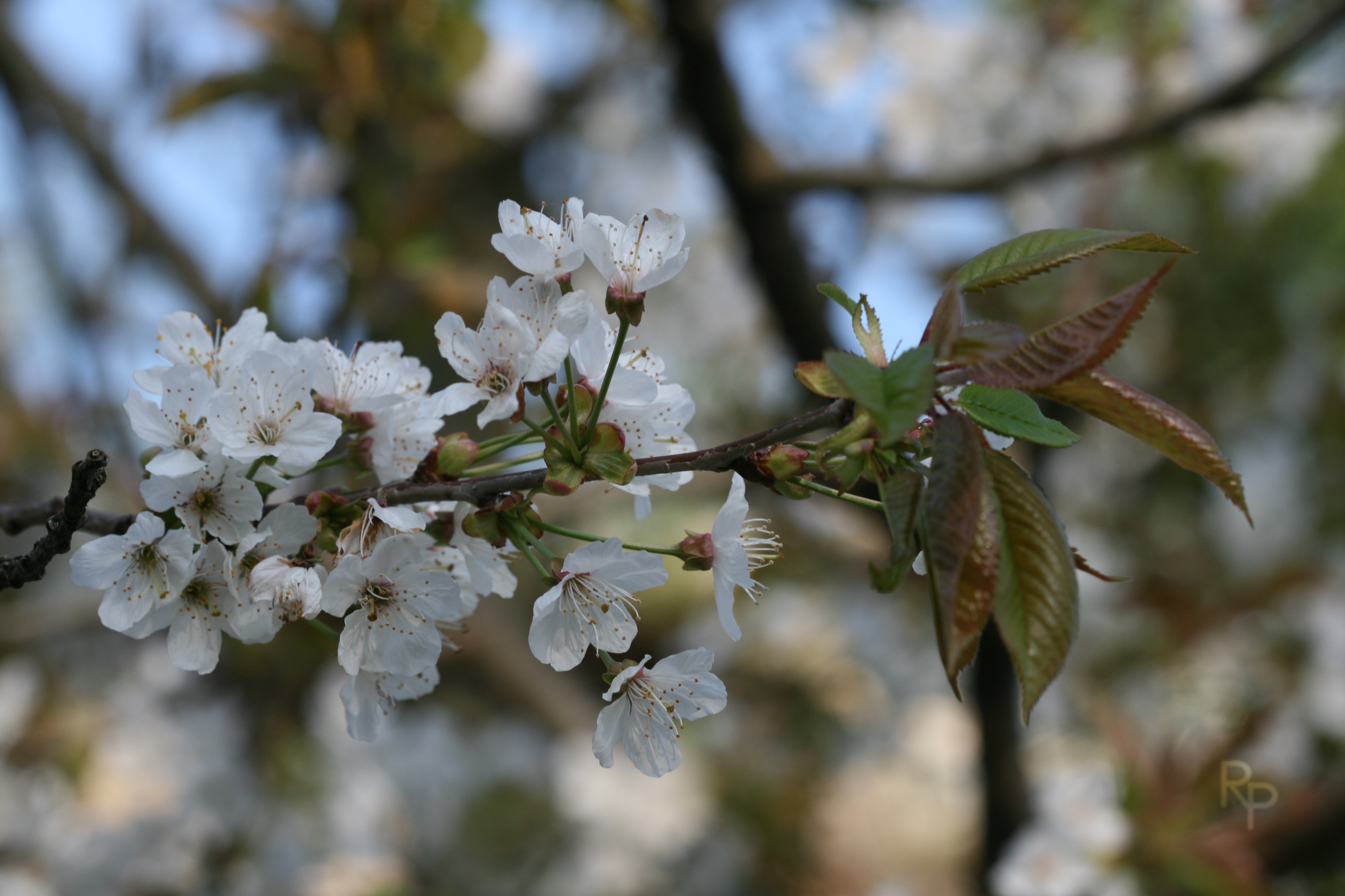 Fiori di ciliegio