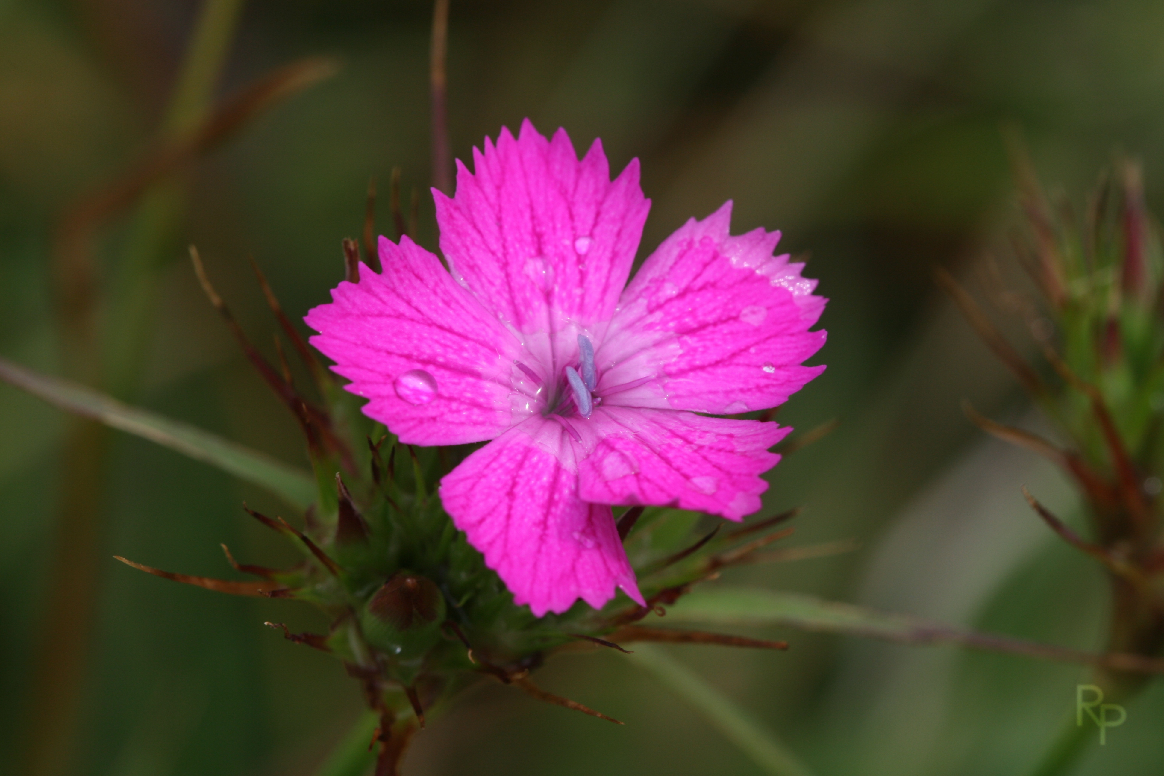 Dianthus